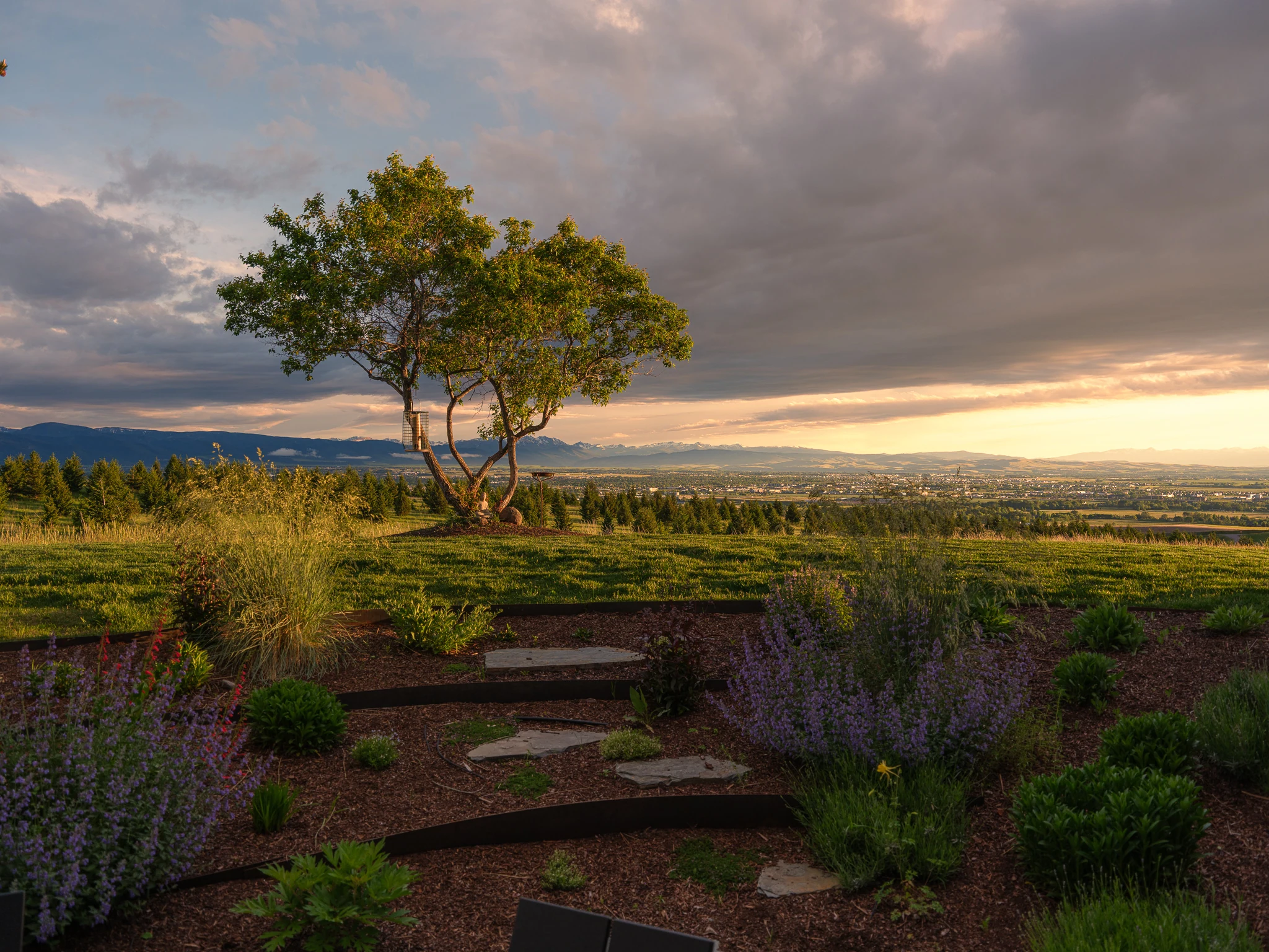 Hillside garden overlook with a lone tree at sunset — architectural photography Bozeman Montana, Living Places Design Studio
